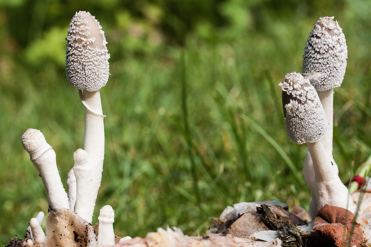 Eco-Friendly Techniques to Improve Soil Fertility